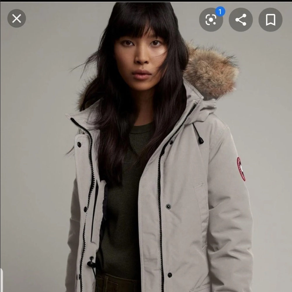 Canada goose